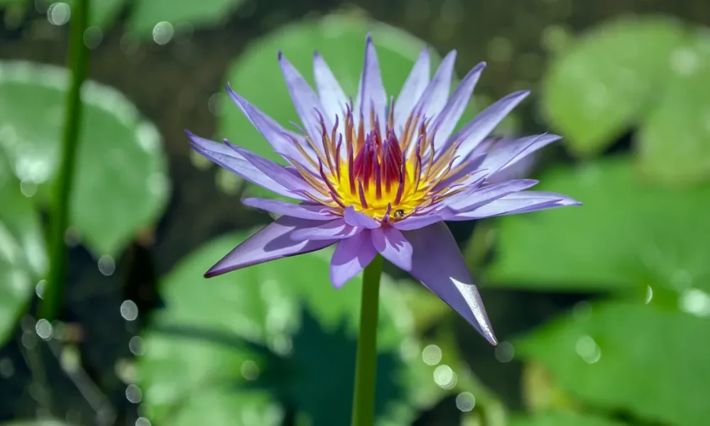 6 Things to Know Before Trying Blue Lotus Gummies